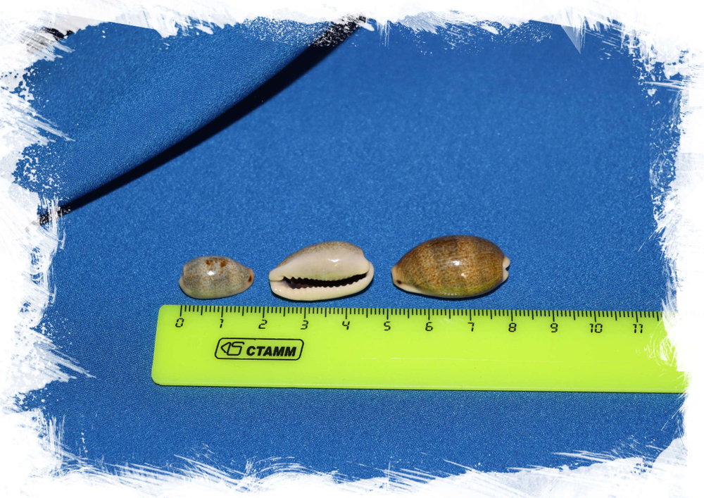 Обыкновенная ципрея. Erronea caurica размер