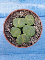 Lithops sp. (Литопсы)