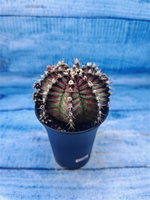 Gymnocalycium T-Rex Pink hybrid (Гимнокалициум T-rex)