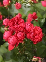 Роза флорибунда Черри Гёрл