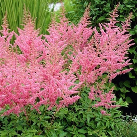 Астильба арендса "Cattleya". Astilbe arendsii "Cattleya".