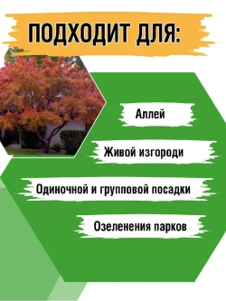 Саженец Клен Татарский