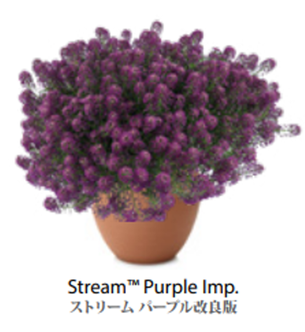 ЕВРО Алиссум Stream Purple ОКС укорененный черенок 7-10 марта