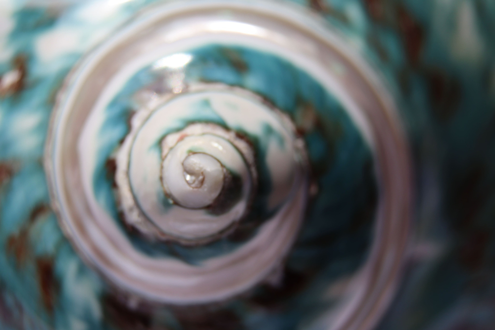 Турбо империалис полированный по спирали