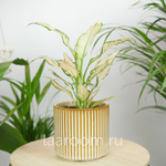 Аглонема Ванилла Бэби 12/35