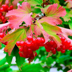 Калина сушеная (плоды) 500гр.