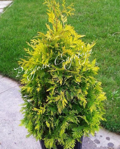 Туя западная Еллоу Риббон