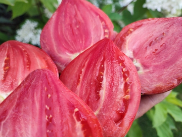 Разбитое сердце (Crushed heart) сорт томата