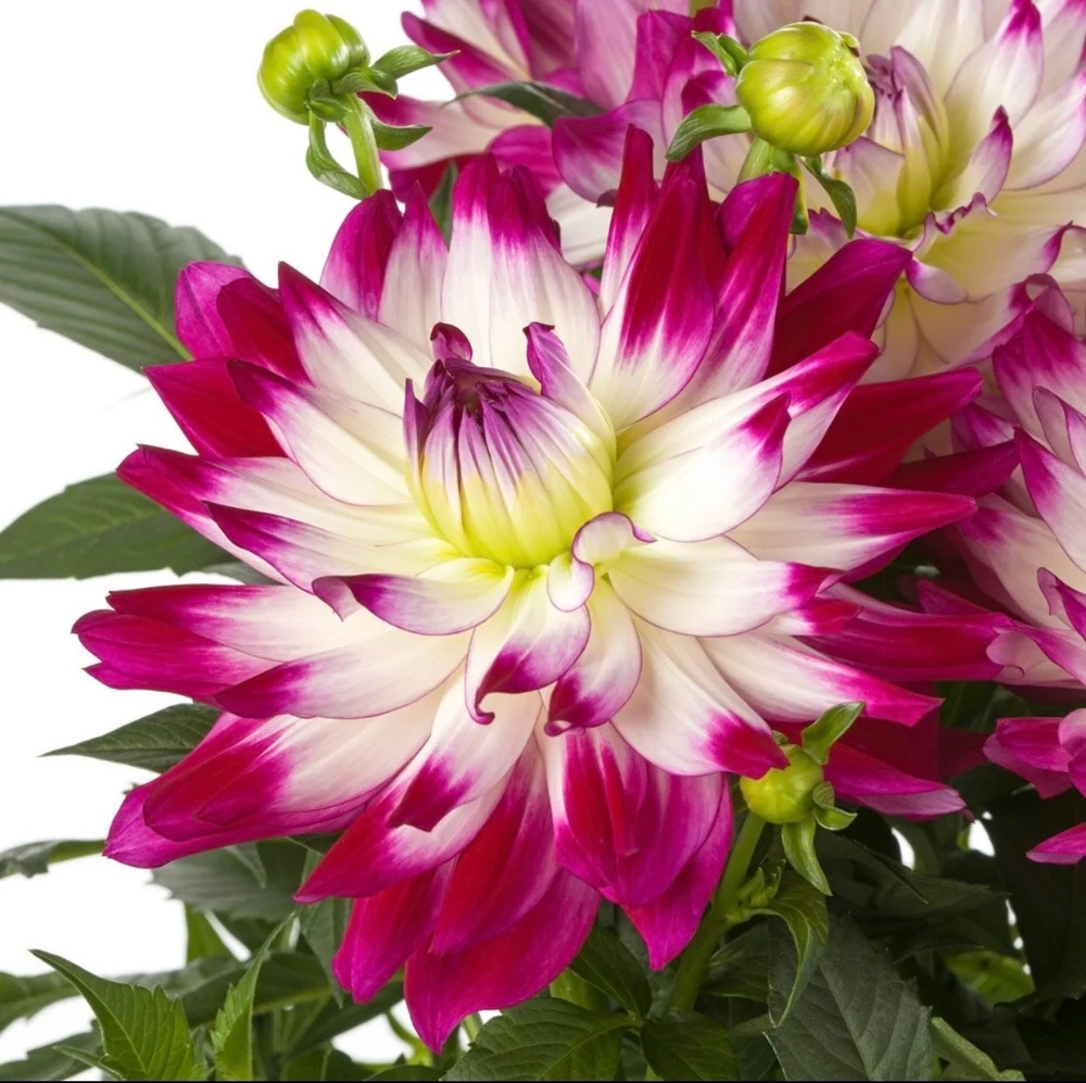 G3 Георгина Labella maggioge rose