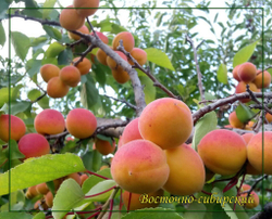 Абрикос Восточно-Сибирский..
