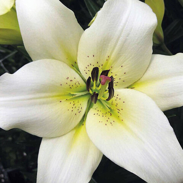 Лилия Эрколано