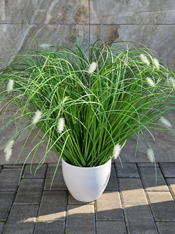 Трава с белыми пушистиками 60см в кашпо