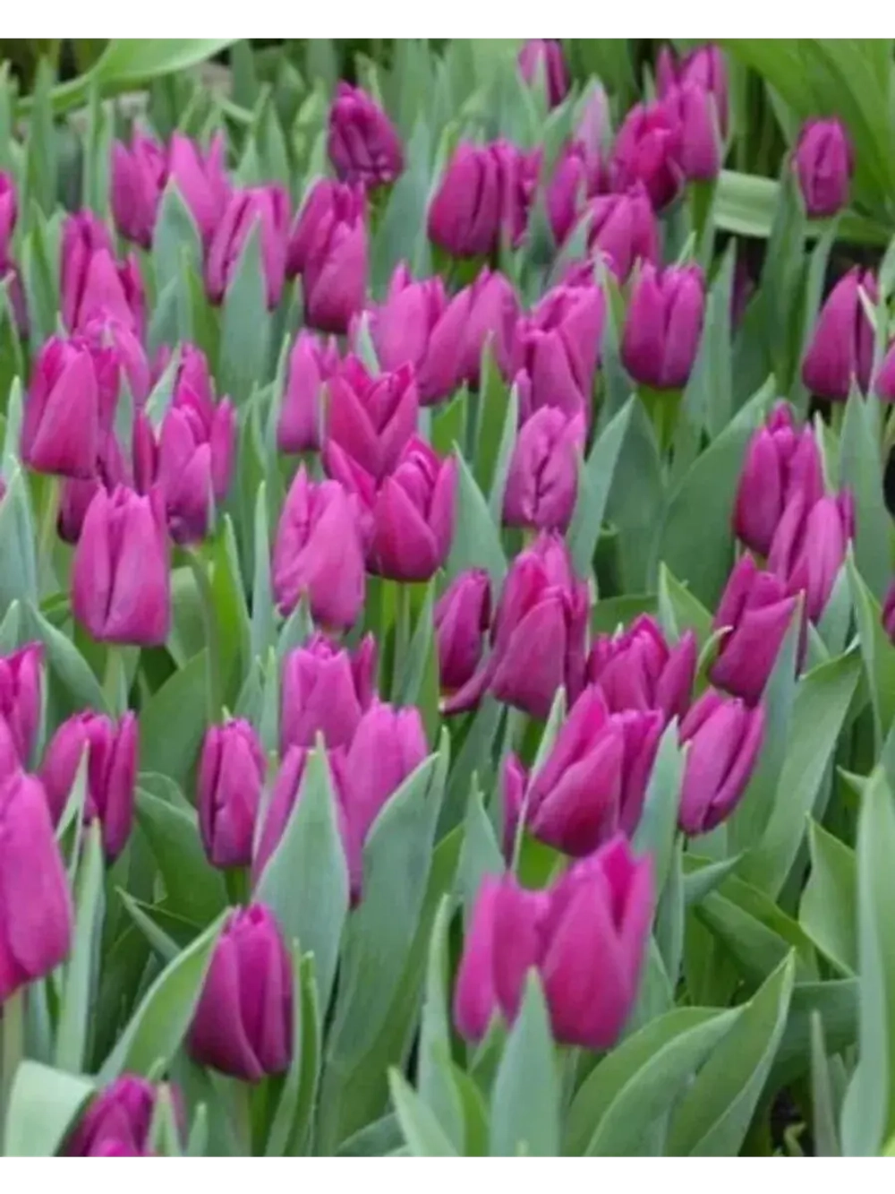 Тюльпаны Purple Stone 4 шт, набор луковиц