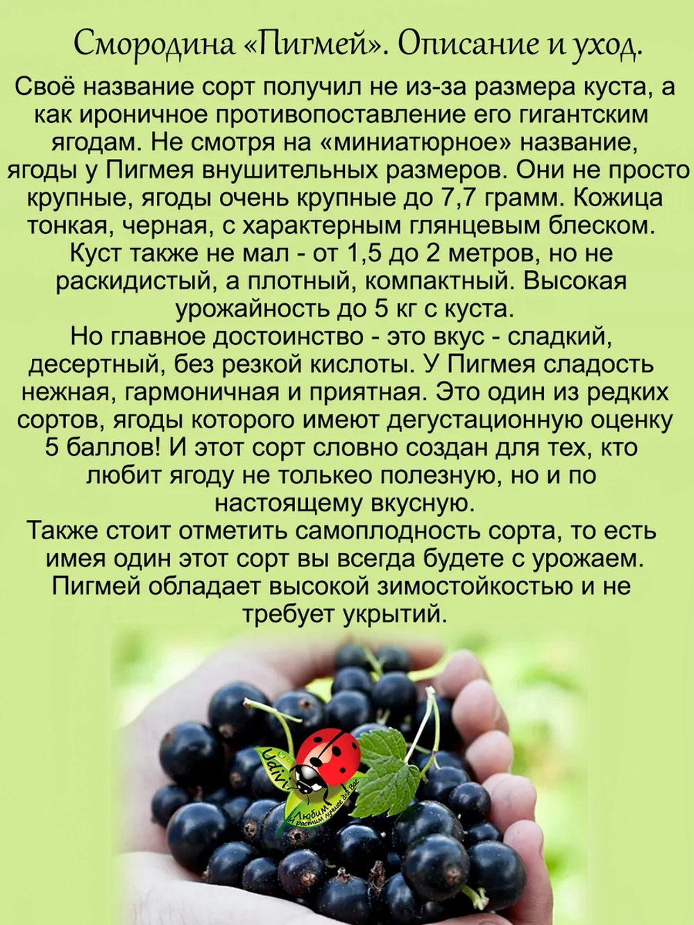 Смородина Пигмей черная очень сладкая