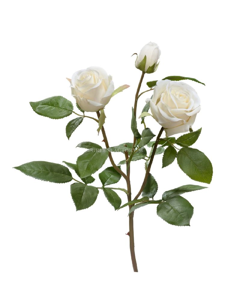 Роза Флорибунда Мидл ветвь белая
