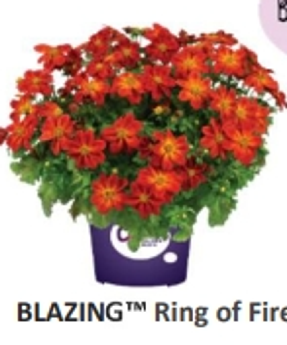 ЕВРО Биденс Blazing Ring of Fire укорененный ЕВРО черенок НАЧАЛО ЯНВАРЯ поставка 5