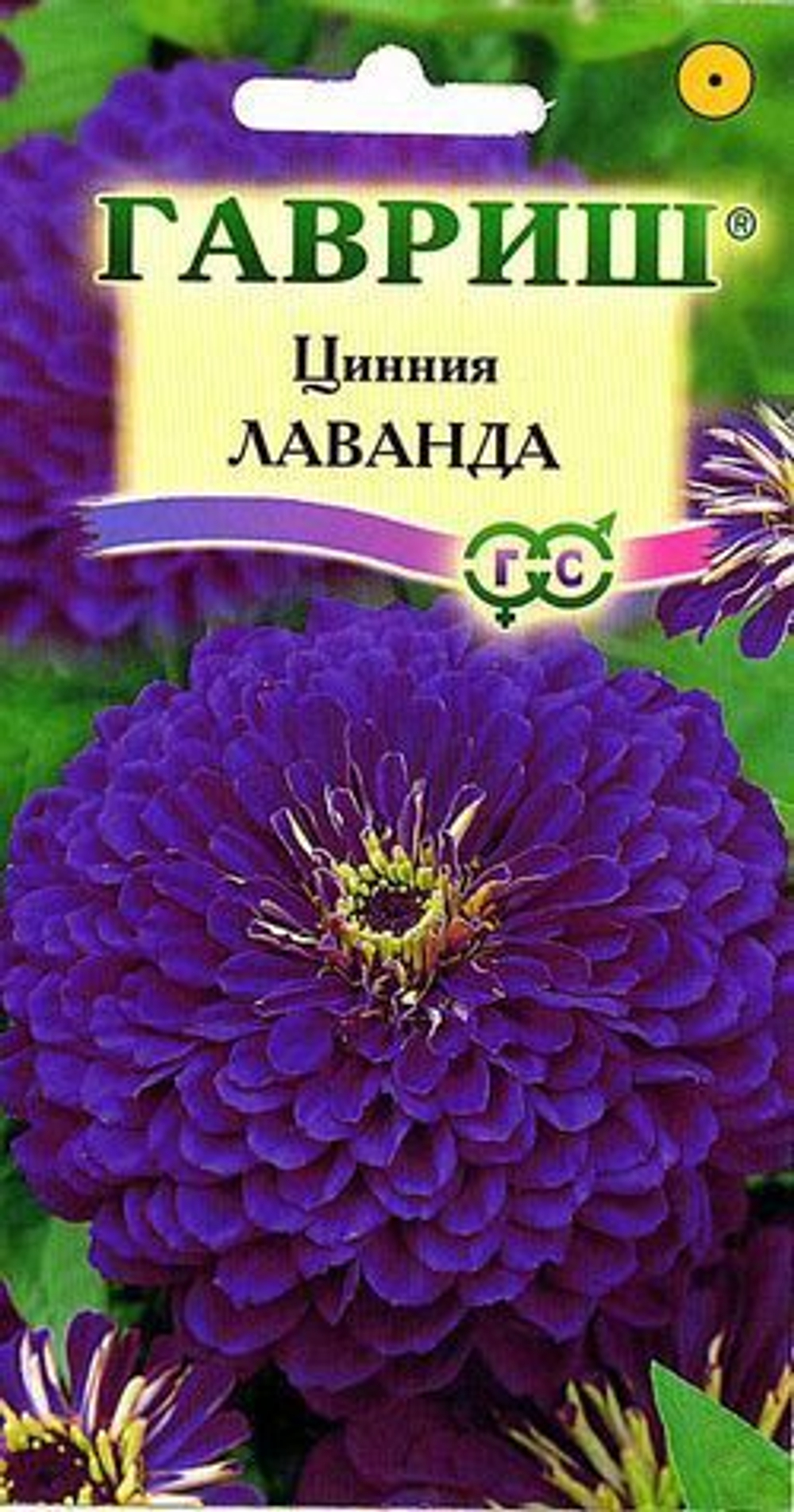 Циния Лаванда изящная Гавриш