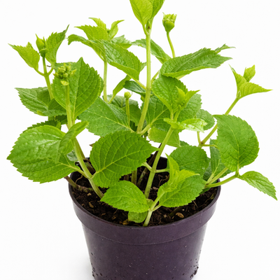 Гортензия крупнолистная Forever & Ever Pink