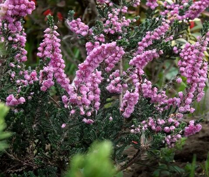 Вереск Элси Пурнел