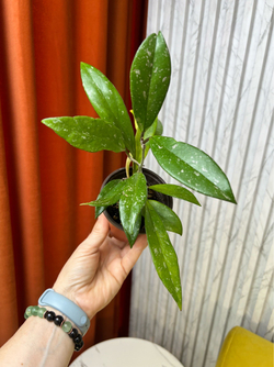 Хойя Публикалис, D9см Н15см, 1шт, Urban Jungle (7143)