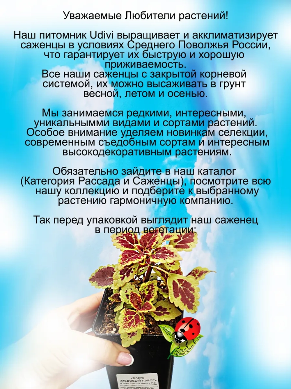 Колеус Медовый пирог