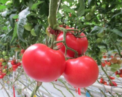 Кэти Роуз F1 семена томата (Vilmorin / Вильморин)