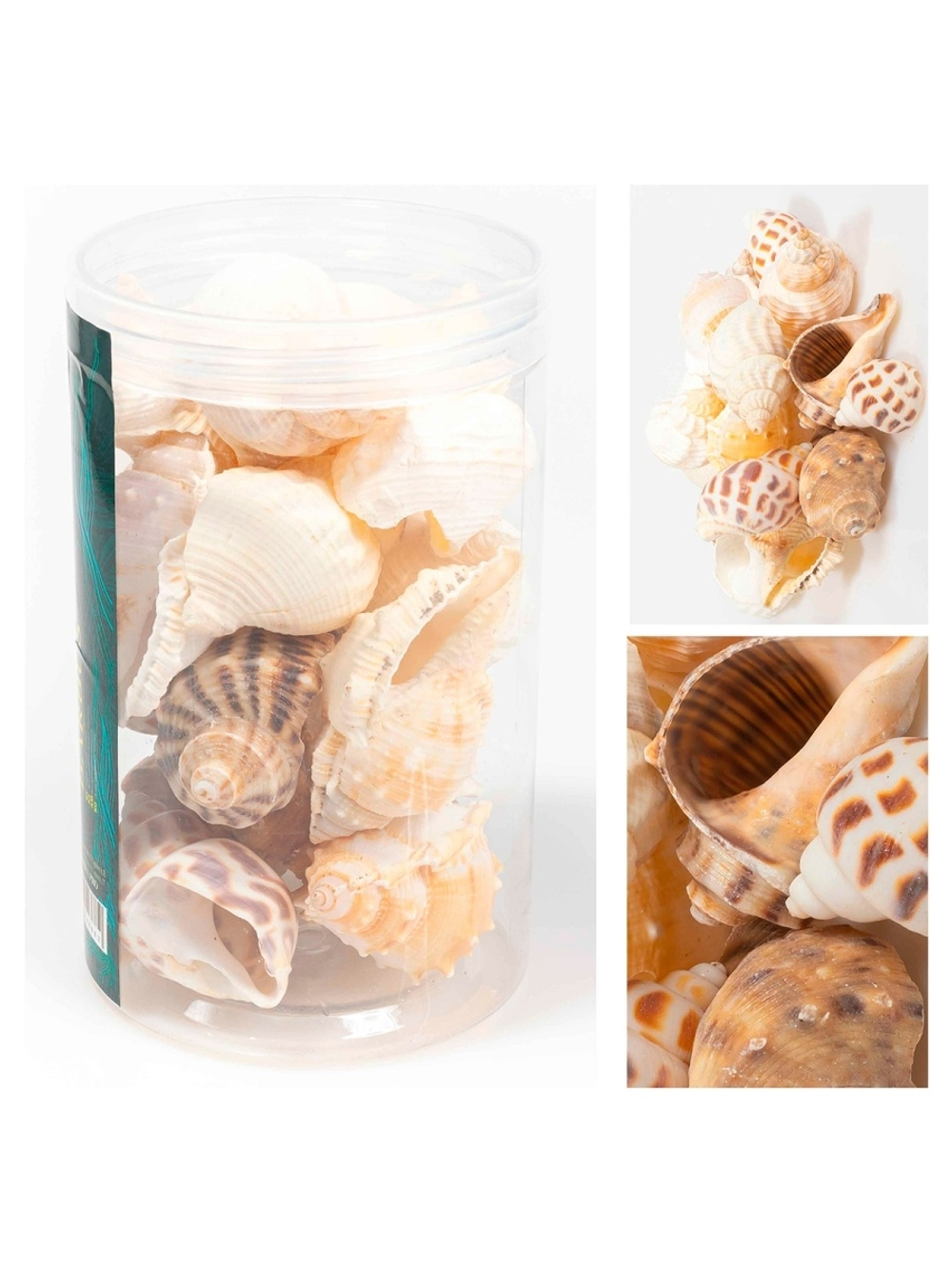 Набор морских раковин в банке 800мл/300-400гр