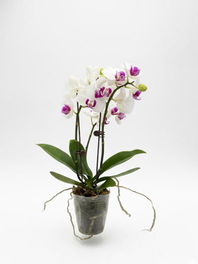 Фаленопсис белый д.9