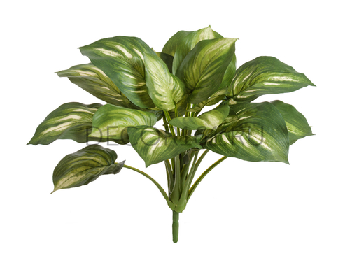 Хоста бело-зелёная большая д-60 см, в-40 см 6/48 20.1150GW