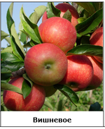 Дерево-сад яблоня Хани Крисп+Вишневое+Богатырь