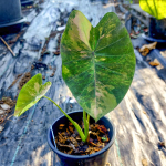 Колоказия CITRINE