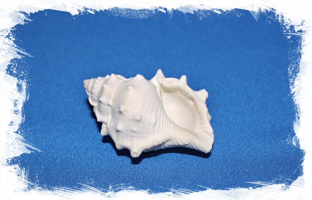 Бурса Спиноза Альбинос