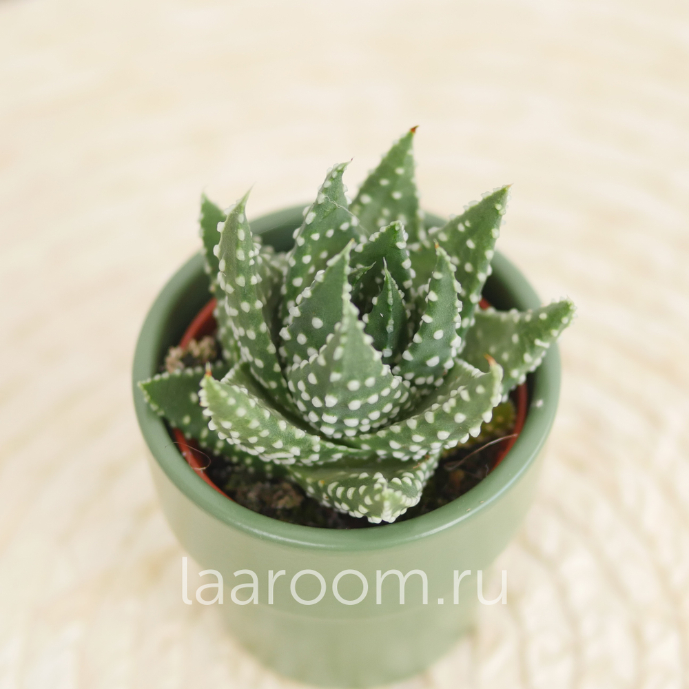 Хавортия Маргаритифера