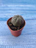 Euphorbia Obesa (Эуфорбия)