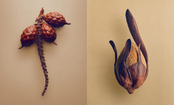 The Hidden Beauty of Seeds & Fruits: The Botanical Photography of Levon Biss