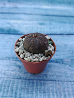 Суккулент Euphorbia Obesa (Эуфорбия)