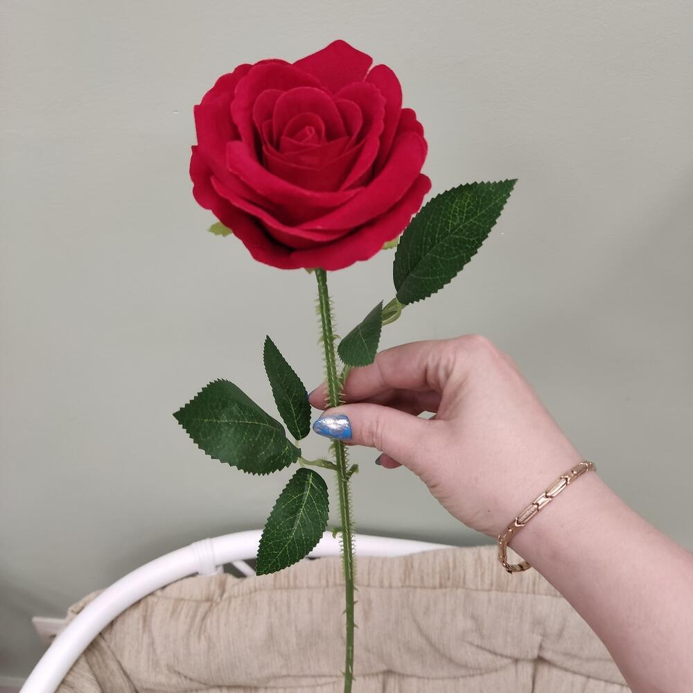 Красная бархатная роза