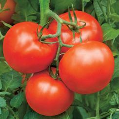 Бобкат F1 семена томата детерминантного (Syngenta / Сингента)