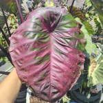 Колоказия SCARLET FAIRY