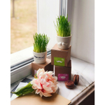 Набор для выращивания eco мини-кашпо «Усы»