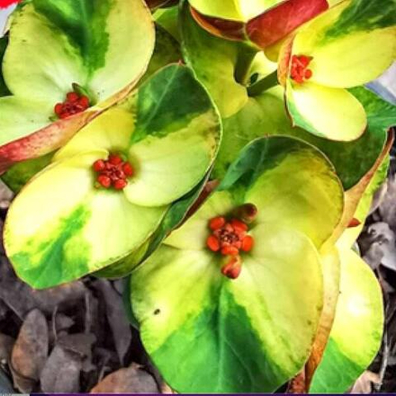 Эуфорбия Миля TEB TEWA