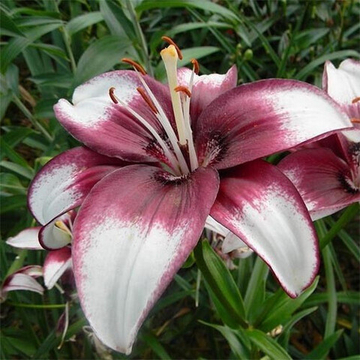 Лилия Кафе Нуар