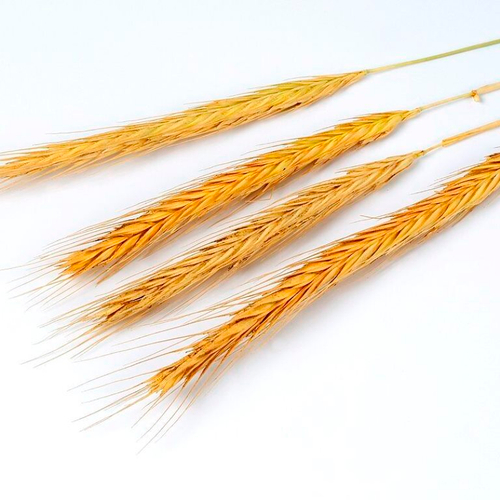 Дикая Горная Рожь - Secale Montanum