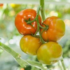 Секуритас F1 семена томата индетерминантного (Rijk Zwaan / Райк Цваан)