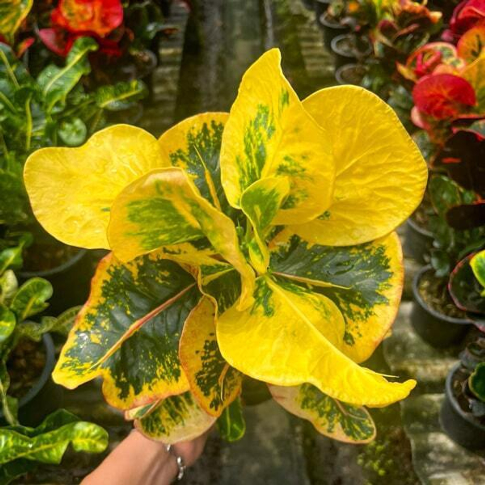 Кротон GUMPHAGAN