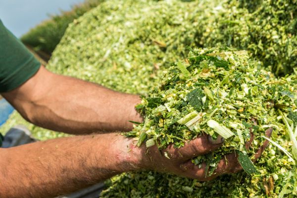 Коротко о консервантах Коротко о консервантах