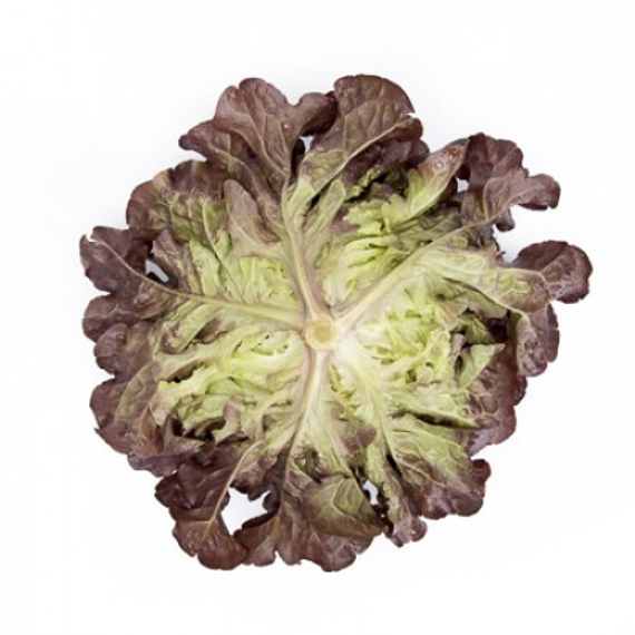 Сатудай семена салата дуболистного (Rijk Zwaan / Райк Цваан) продукт – фото 3