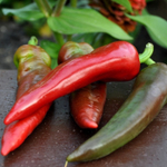 Блэйд F1 семена перца острого (Sakata / Саката)