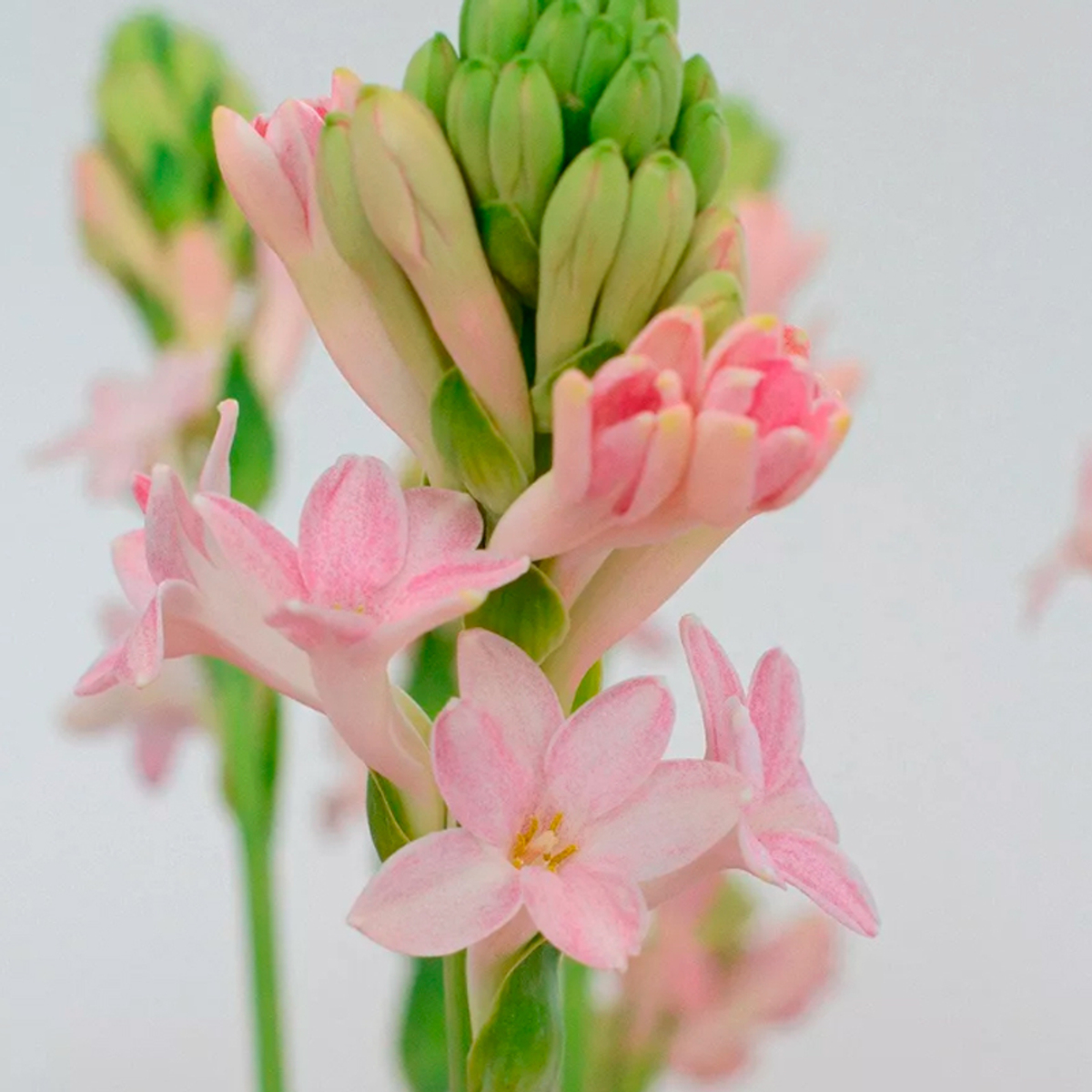 тубероза Сенсейшн (Polianthes tuberosa Chia Nong Sensation) — в горшочке — пора высаживать