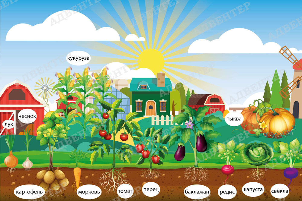 Тематический виниловый элемент Ферма. Овощи 1726